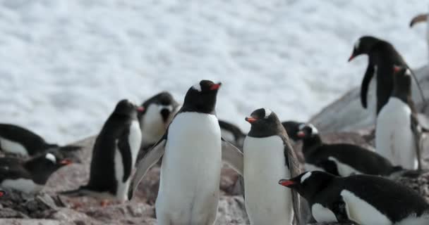 Colônia Pinguins Gentoo Pygoscelis Papua Ilha Cuverville Antártida — Vídeo de Stock