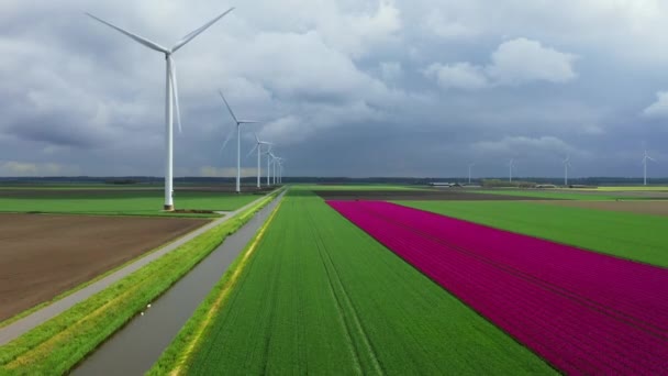 Des Éoliennes Dans Les Champs Ampoules Zeewolde Pays Bas — Video