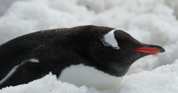 Ezelspinguïn Pygoscelis Papua Sneeuw Cuverville Island Antarctica — Stockvideo