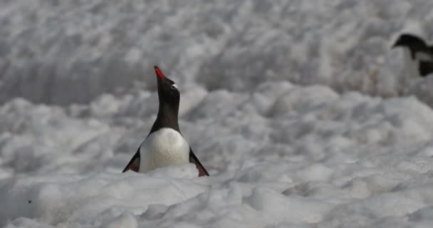 Пингвины Gentoo Pygoscelis Papua Снегу Остров Кувервилл Антарктида — стоковое видео