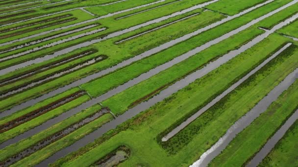 Yeşil Polen Manzarası Reeuwijk Zuid Holland Hollanda — Stok video