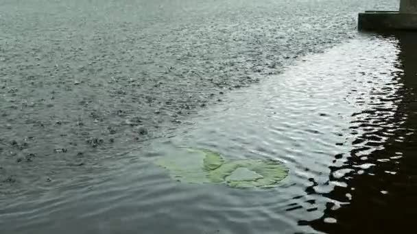 Enkele Wiericke Kanaal Regen Driebruggen Nederland — Stockvideo