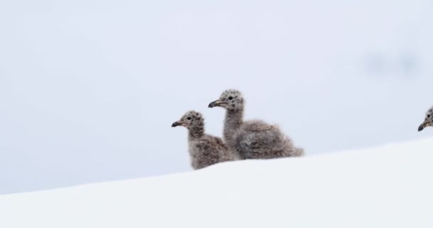 Ptáci Hlubokém Sněhu Ostrov Cuverville Antarktida — Stock video