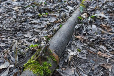 Orman portre paslı metal boru