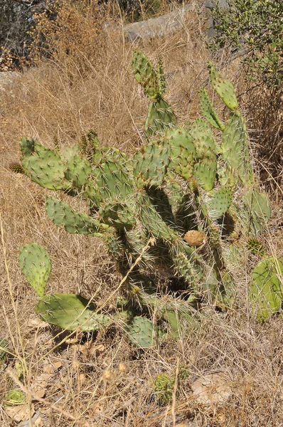 Kaktus v poli v mise stezka, Kalifornie — Stock fotografie