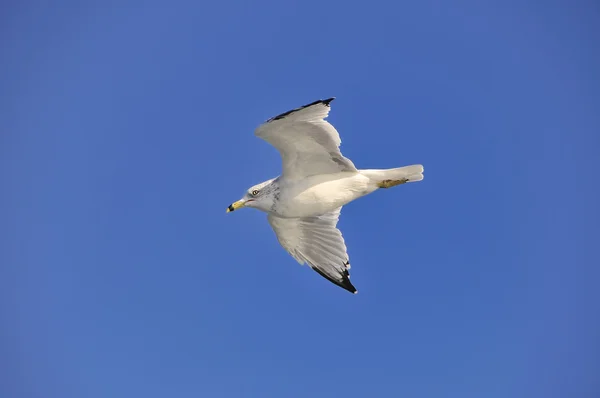 Seagul. — Fotografia de Stock