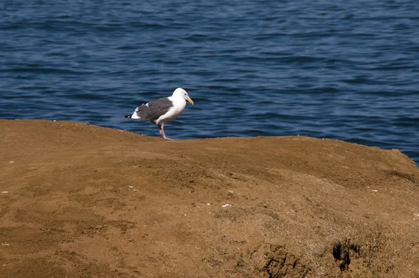 Seagull on a cliff — Stock Photo, Image