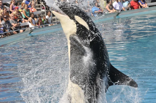 At Seaworld San Diego içinde göster