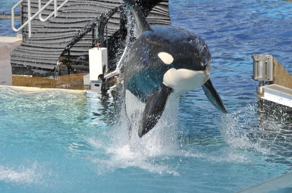 Espectáculo en Seaworld en San Diego — Foto de Stock