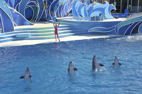 At Seaworld San Diego içinde göster