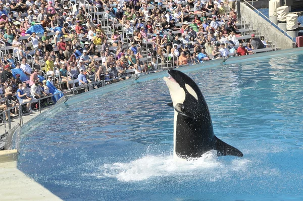 Spettacolo a Seaworld a San Diego Foto Stock