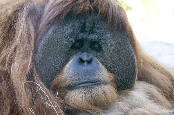 orangutan