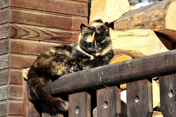 Gato en un balcón — Foto de Stock