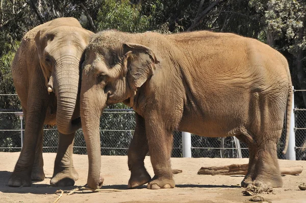 Elefante em um zoológico Fotos De Bancos De Imagens