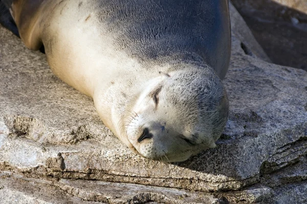 Seal — Stock Photo, Image