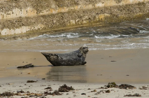 Seal — Stock Photo, Image