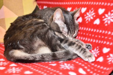 Rahat ev kedileri uyuyor.