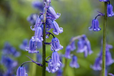 BlueBell