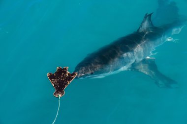 büyük beyaz köpekbalığı (carcharodon carcharias)