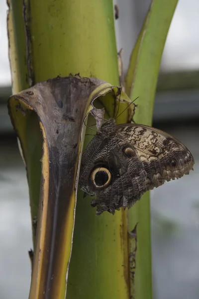Bos reus uil vlinder (caligo Memnon) — Stockfoto