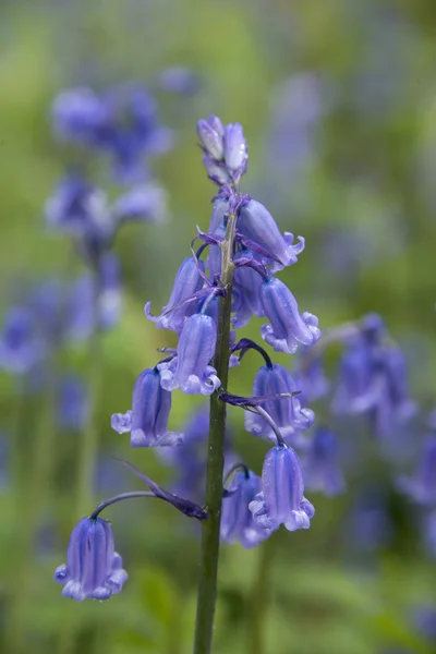 Bluebell. —  Fotos de Stock