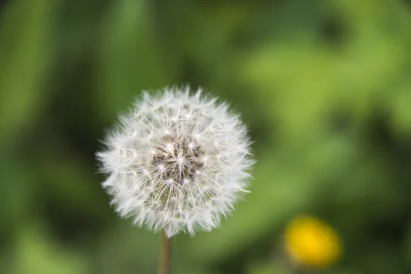 Dandelion — Stock Photo, Image