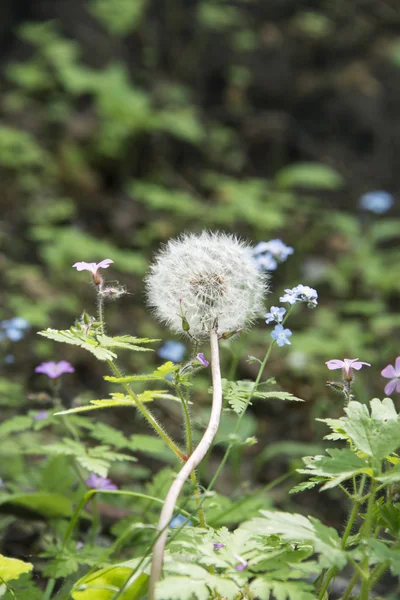 Dandelion — Stock Photo, Image