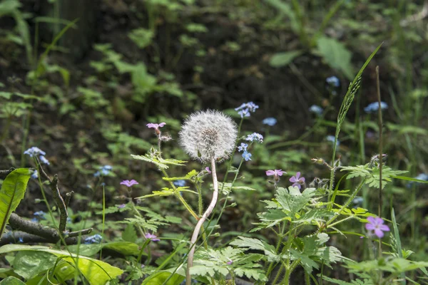 Diente de león — Foto de Stock