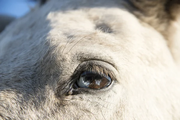 Лошадь с настенным глазом — стоковое фото
