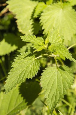 Isırgan bitkisinin detayları kapatın