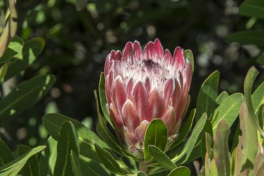 Kral protea