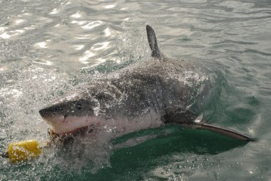 büyük beyaz köpekbalığı (carcharodon carcharias)