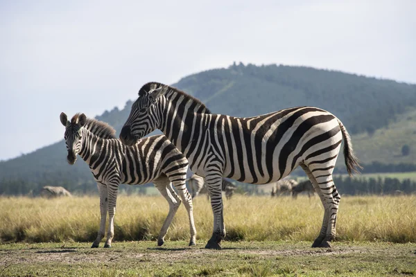 Zebra e puledro — Foto Stock