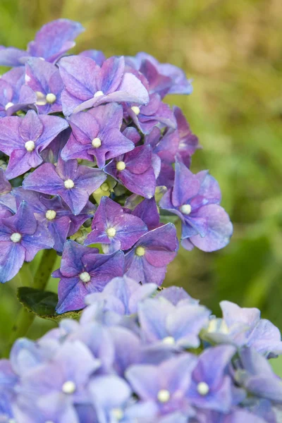 Hortênsias em plena floração — Fotografia de Stock