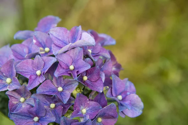 Hortensia in volle bloei — Stockfoto