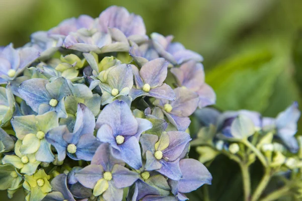 Hydrangeas in full bloom — Stock Photo, Image