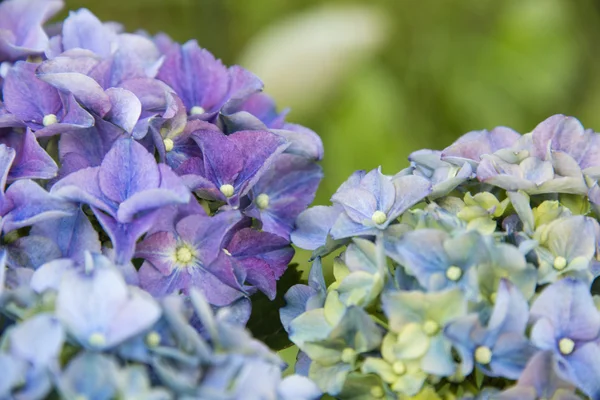 Hortensia in volle bloei — Stockfoto