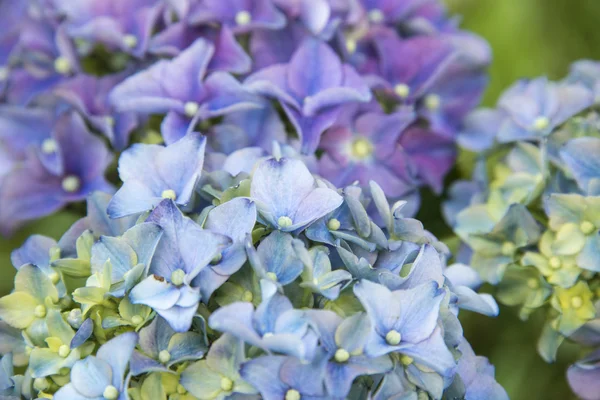 Hydrangeas in full bloom — Stock Photo, Image