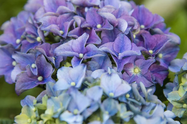 Hydrangeas in full bloom — Stock Photo, Image