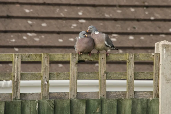 Wood pigeons (columba palumbus) on a garden fence — Stock Photo, Image