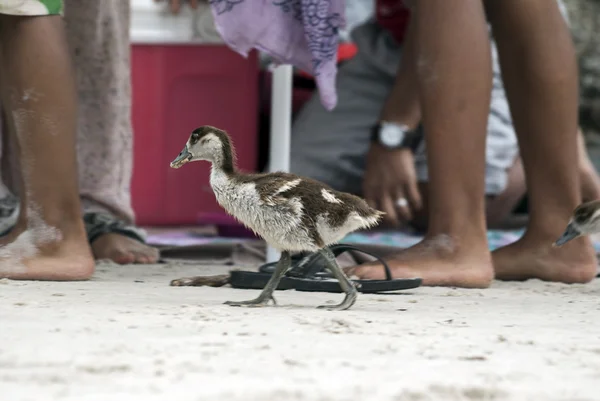 Egyptian gosling walking — Stock Photo, Image