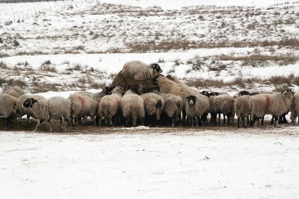 Овцы на тюке сена — стоковое фото
