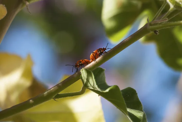 True bugs — Stock Photo, Image