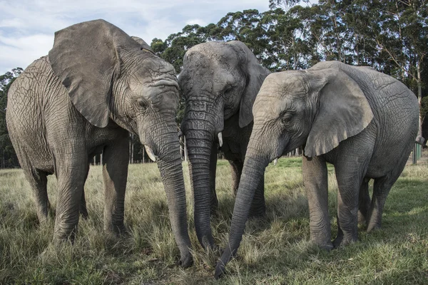 Trio of elephants — Stock Photo, Image