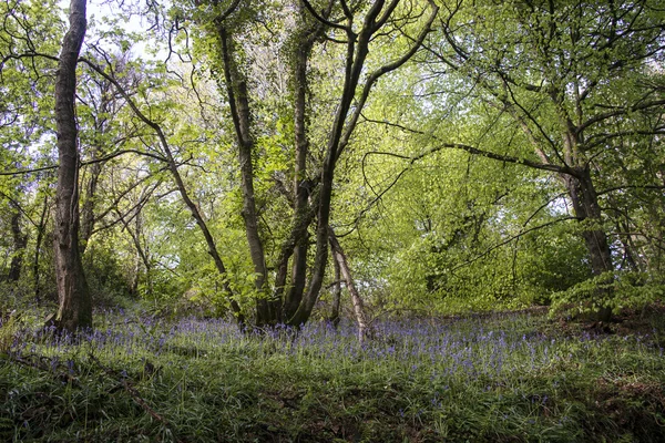 Bluebells em Woodland — Fotografia de Stock