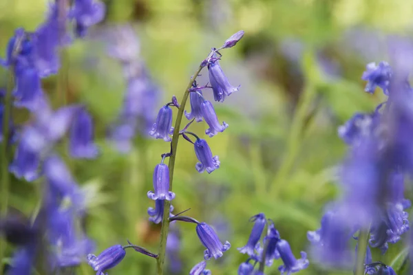 Bluebell — Stockfoto