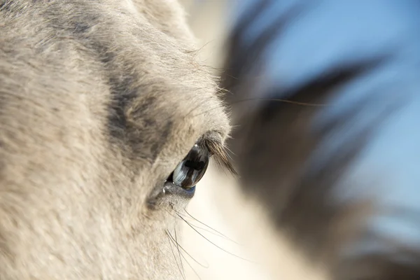 Cavalo com olho de parede — Fotografia de Stock