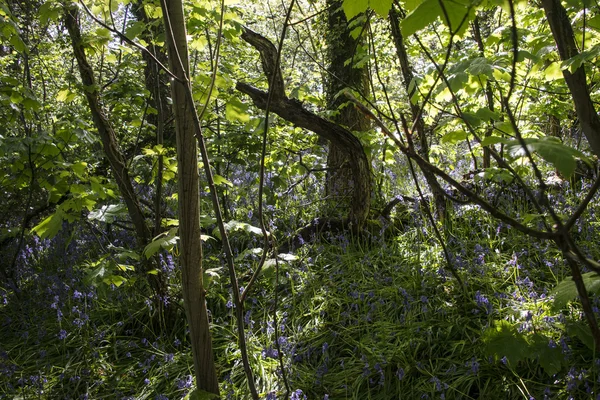 Bluebells em Woodland — Fotografia de Stock