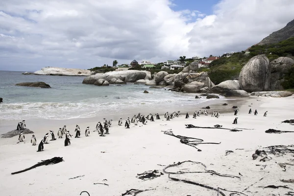 Pingüinos africanos en la playa —  Fotos de Stock