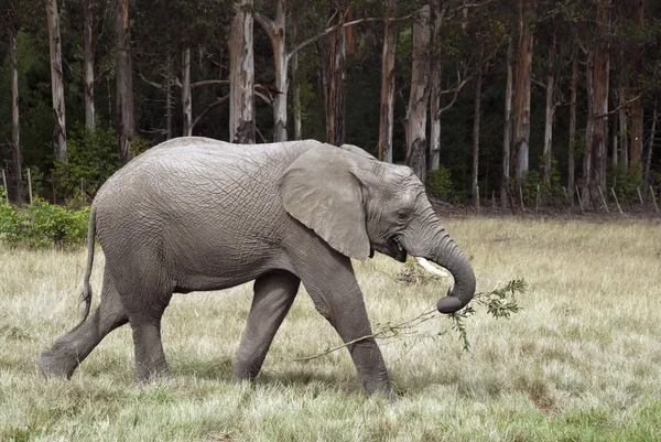 Hungriger Elefant — Stockfoto